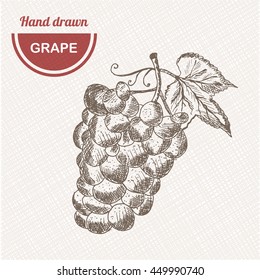 Sketches grape composition. Hand drawn apple. Vintage sketch style illustration.