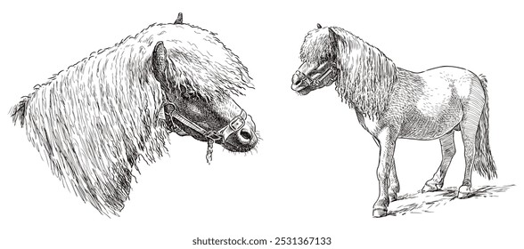 Esboços de pastagem pony aproveitado, cabeça de cavalo, desenho de mão realista, vetor, isolado no branco