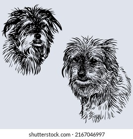 Sketches of heads cute shaggy dogs