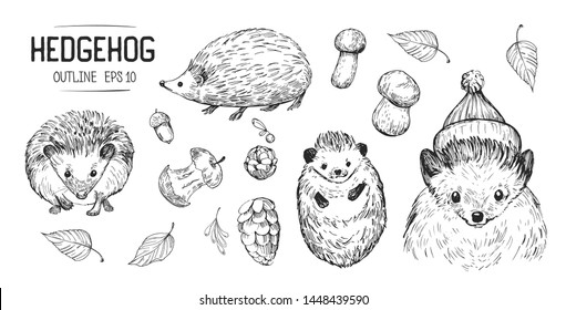 Sketches of hedgehog. Hand drawn illustrations converted to vector