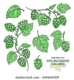 Sketches of hop plant in color, hop on a branch with leaves in engraving style Hops set. Humulus lupulus illustration for packing, pattern, beer illustration.