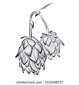 Sketches of hop plant, hop on a branch  in engraving style. Humulus lupulus illustration for packing, pattern, beer illustration.
