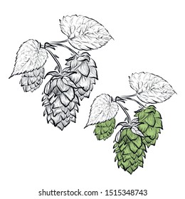 Sketches of hop plant, hop on a branch with leaves in engraving style Hops set. Humulus lupulus illustration for packing, pattern, beer illustration.
