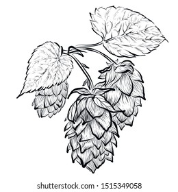 Sketches of hop plant, hop on a branch with leaves in engraving style. Humulus lupulus illustration for packing, pattern, beer illustration.
