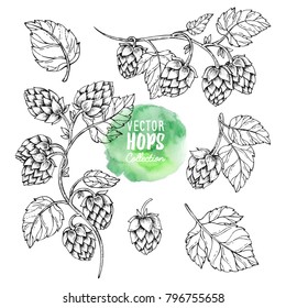 Sketches of hop plant, hop on a branch with leaves in engraving style Hops set. Humulus lupulus illustration for packing, pattern, beer illustration.