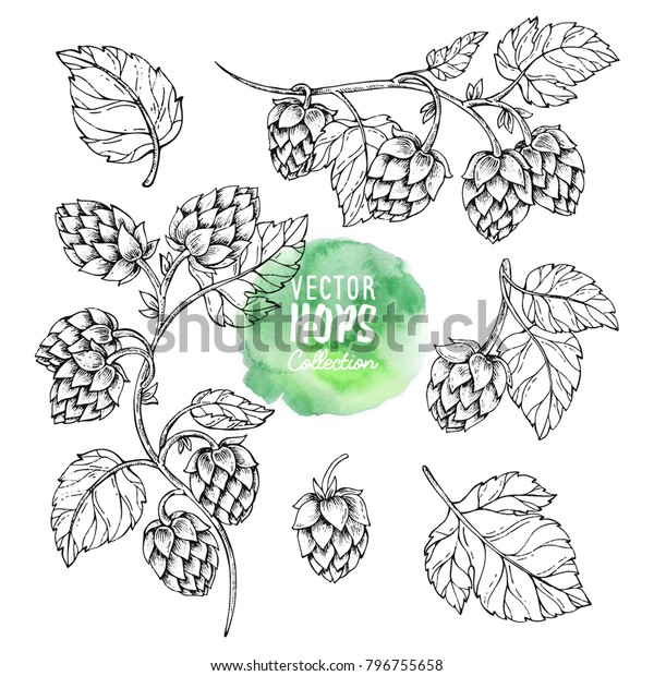 Sketches of hop plant, hop on a branch with\
leaves in engraving style Hops set. Humulus lupulus illustration\
for packing, pattern, beer\
illustration.
