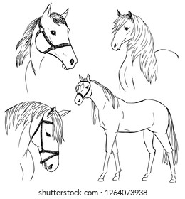 Sketches of horses in pencil style. Quick drawings of animals.