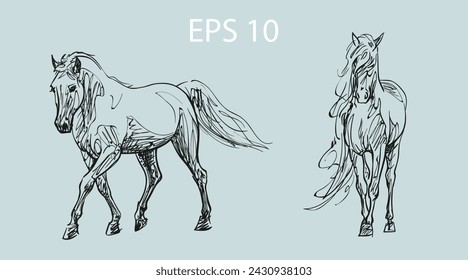 Bocetos de caballos. Ilustraciones vectoriales únicas. Hay dos planos independientes en la ilustración. Dibujos auténticos. Un conjunto de bocetos dibujados a mano. Los objetos están aislados.