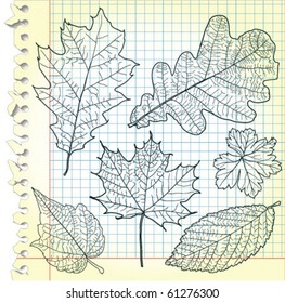Sketches of leaves on squared paper - vector