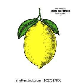 Sketches of lemon or lime. Hand drawn vector illustration lemon in engraving style. Citrus illustration elements. Lemon illustration print for packaging, pattern, label.