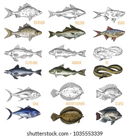 Sketches of ocean fish species. Isolated sea roach and pollock, silver hake and haddock, tuna and winter flounder, tilapia or cichlid, eel. Restaurant menu or fish catch trophy, nautical and maritime