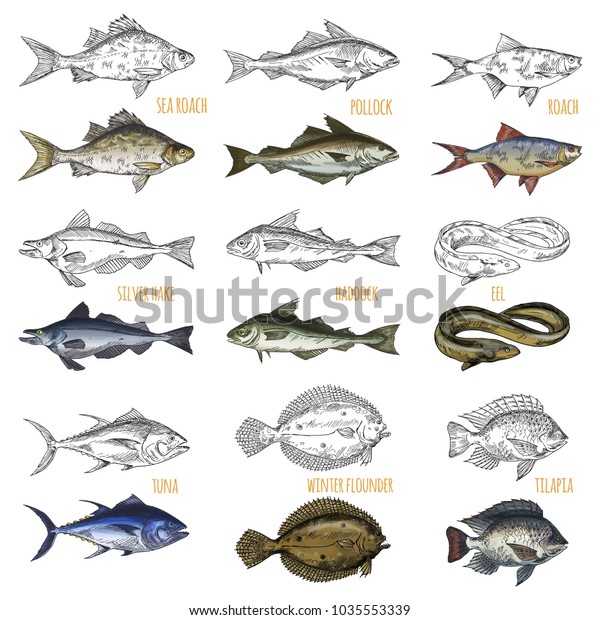 Sketches Ocean Fish Species Isolated Sea Stock Vector (royalty Free 