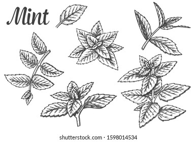 Sketches of peppermint leaves or mint leaf, spearmint foliage or fresh melissa, lemon twig. Set of isolated hand drawn herbs or plants. Fresh menthol and spice, aroma and scent, nature and organic