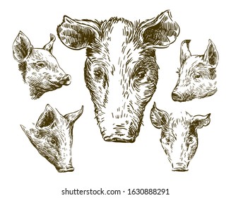 sketches of pigs drawn by hand. livestock