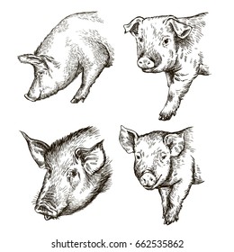 sketches of pigs drawn by hand. livestock