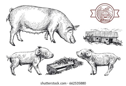 sketches of pigs drawn by hand. livestock