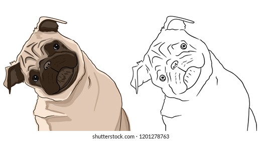 Sketches of pugs on white background. Pugs drawn with lines and in color.