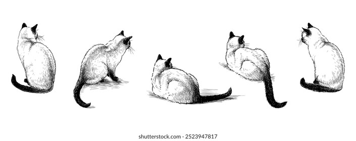 Bocetos de gato siamés doméstico de pura raza, dibujos a mano realistas, aislados en blanco, Ilustración vectorial