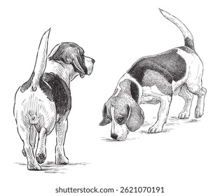 Sketches of purebred hunting dog pointer puppy, realistic hand drawing, vector illustration isolated on white