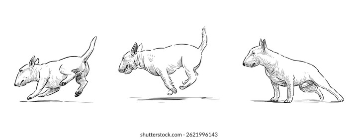 Sketches of purebred white bull terrier dog jumping, running, standing, vector outline hand drawn realistic illustration isolated on white