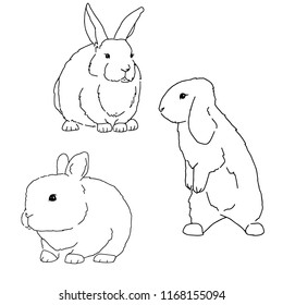 Sketches of rabbit illustrations on white background. Set of rabbits.