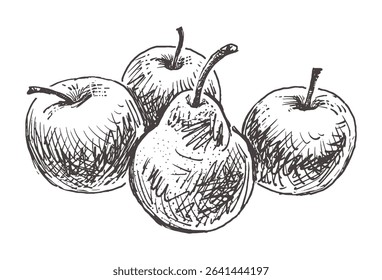 Sketches of ripe apples and pear, fresh fruit, vector outline hand drawn illustration isolated on white