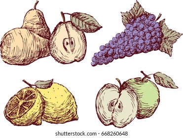 sketches of the ripe fruit