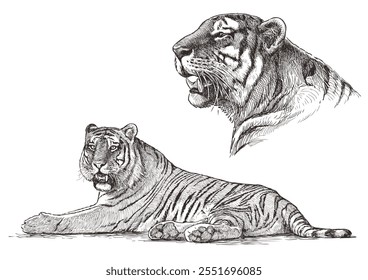 Sketches of roaring tiger head, animal portrait, lying tiger, realistic hand drawn illustration isolated on white