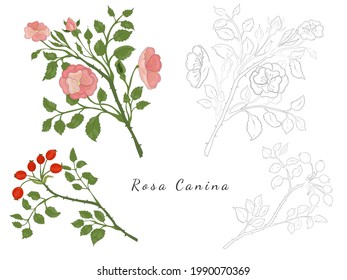 Sketches of Rosa canina or Dog rose