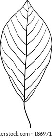 Sketches silhouettes leaves on white background illustration