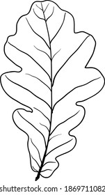 Sketches silhouettes leaves on white background illustration