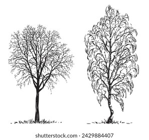 Sketches of silhouettes two deciduous bare trees, maple and birch, vector hand drawing isolated on white