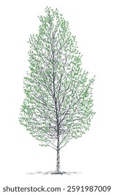 Sketches of single birch tree with green leaves, vector hand drawn illustration isolated on white 