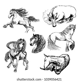 sketches of six horses.