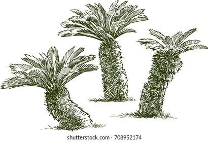 sketches of the small palm trees