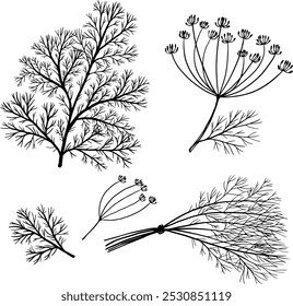 sketches of spices. dill in different forms. greens for the kitchen