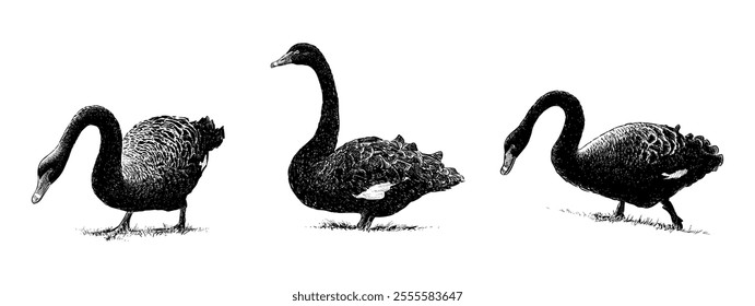 Sketches of three black swans walking in grass, realistic hand drawn illustration isolated on white