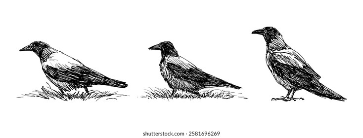 Sketches of three crow birds, side view,  realistic hand drawn vector illustration isolated on white