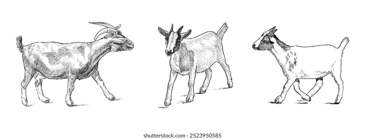 Sketches of three domestic goats, cub, realistic hand drawing, vector illustration