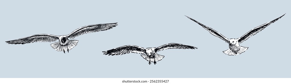 Sketches of three flying seagulls birds, front view, realistic hand drawn vector illustration