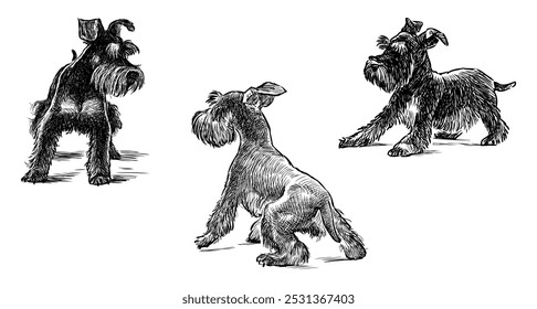 Bocetos de tres perros schnauzer negros divertidos en el paseo, dibujo realista de la mano, Ilustración vectorial aislada en blanco