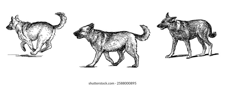 Sketches of three german shepherd dogs walking, running, realistic hand drawing, vector illustration isolated on white