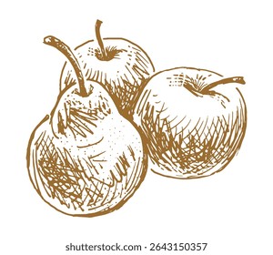 Sketches of three ripe apples and pear, fresh fruits, vector outline hand drawn illustration isolated on white
