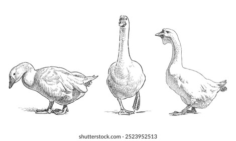 Esboços de três gansos domésticos brancos, aves aquáticas, desenho de mão realista, ilustração vetorial isolado no branco