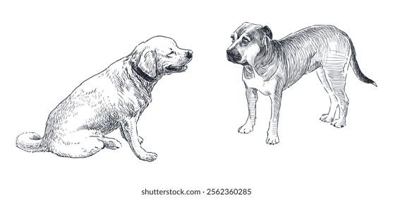 Sketches of two big guard dogs, standing, sitting, looking, realistic hand drawn vector illustration