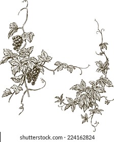 
Sketches of two branches grapevine with leaves, berries, tendrils, vector hand drawing isolated on white background