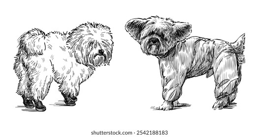 Sketches of two cute funny lap dogs standing outdoors, realistic hand drawing, vector illustration