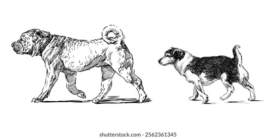 Sketches of two dogs, shar pei and terrier walking, realistic hand drawn vector illustration