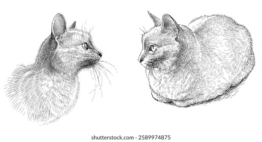 Sketches of two domestic cats, animal head, realistic hand drawn vector illustration isolated on white