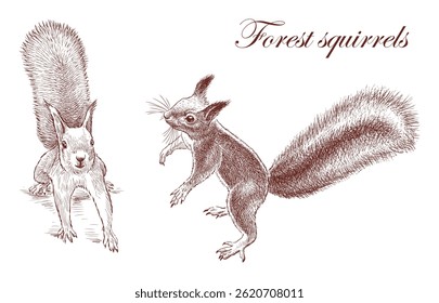 Sketches of two fluffy cute red forest squirrels, realistic hand drawing, vector illustration isolated on white